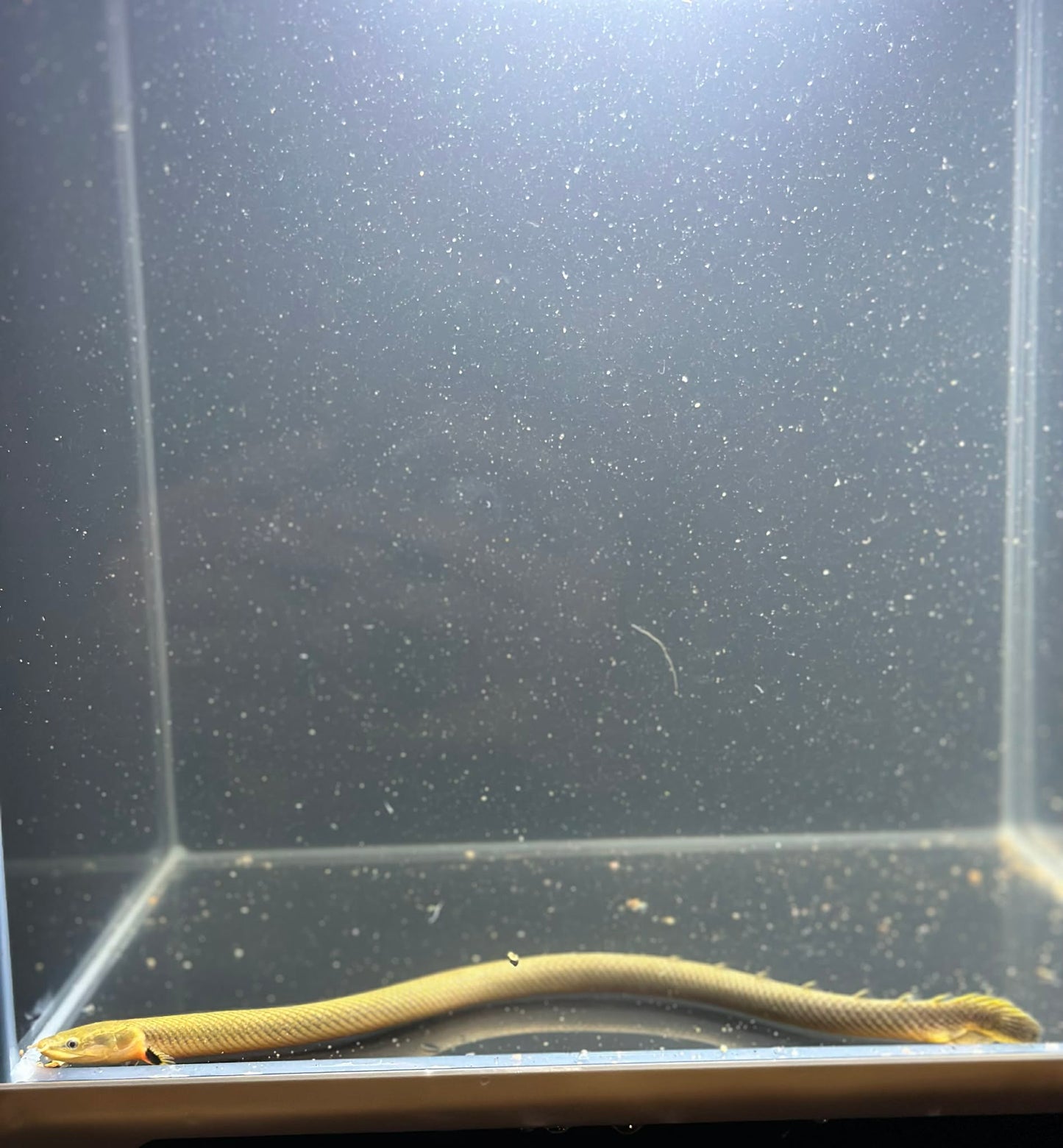 Rope Fish (Erpetoichtlys Calabaricus)