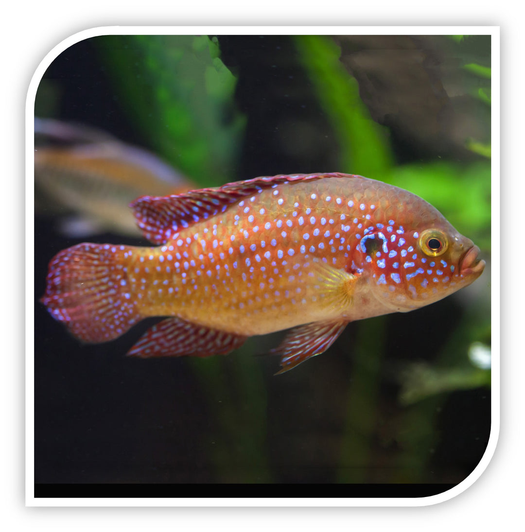 Jewel Cichlid