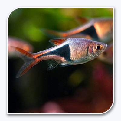 Harlequin Rasbora