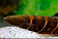 Macana Zebra Knife Fish (Gymnotus Javari)