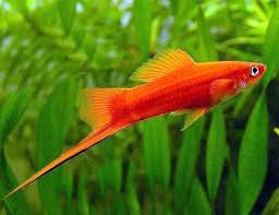 Red Velvet Swordtails (Xiphophorus Helleri)