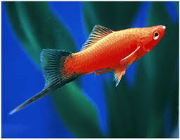 Red Wag Swordtails (Xiphophorus Maculatus)