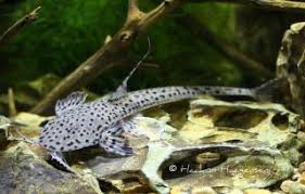 Circular Loricaria (Planiloricaria Cryptodon)