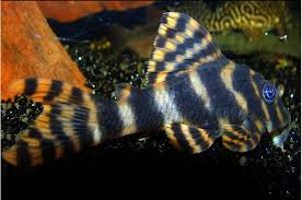 L-103 Clown Pleco (Panaque Maccus)