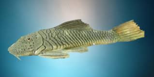 L-146 Rubberlip Pleco (Chaetostoma Thomasoni)