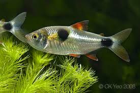 Bucktooth Tetras (Exodon Paradoxus)