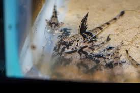 Loricaria Royal (Loricaria Simillima)