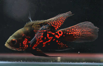 Longfin Black Tiger Oscar