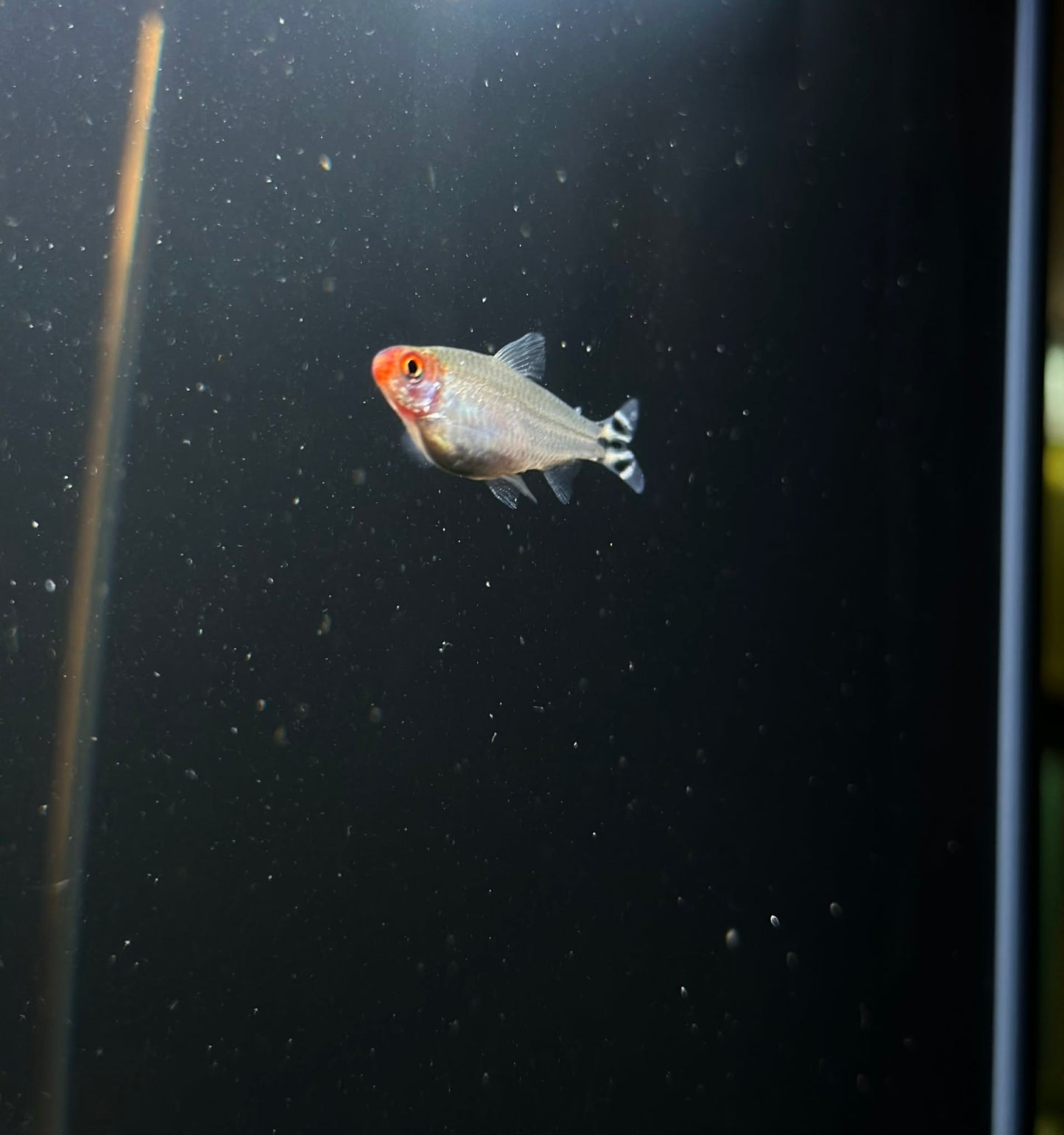 Rummy Nose Tetra (Petitella Georgiae)