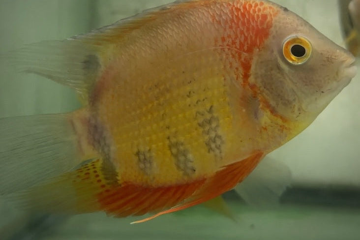 Red Shoulder Severums