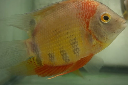 Red Shoulder Severums