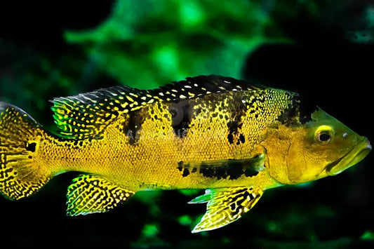 Kelberi Peacock Bass (Cichla Kelberi)