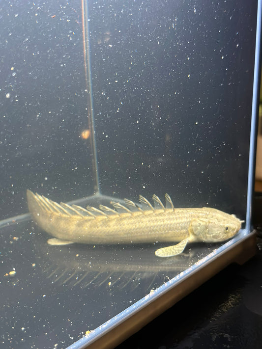 Palmas Bichir