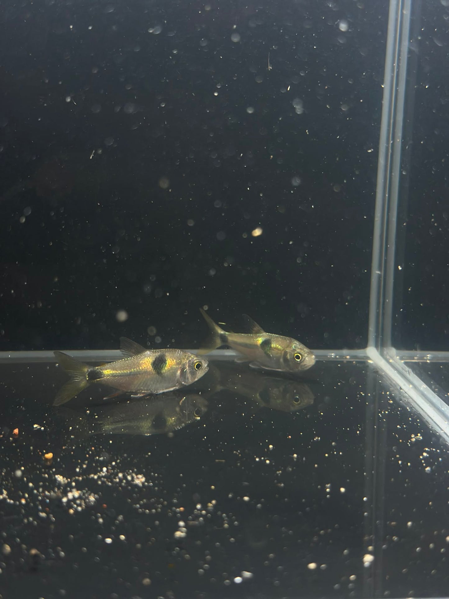 Bucktooth Tetras (Exodon Paradoxus)