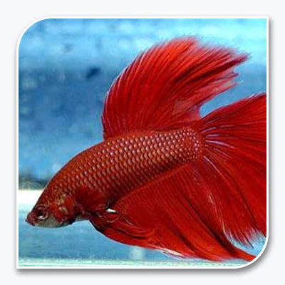 Betta