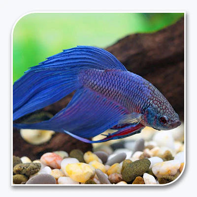 Betta