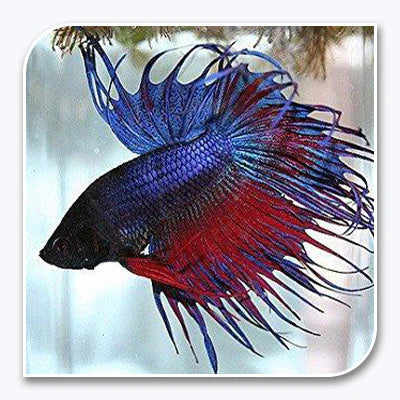 Crown Tail Betta