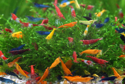 Neocaridina Shrimp Variety