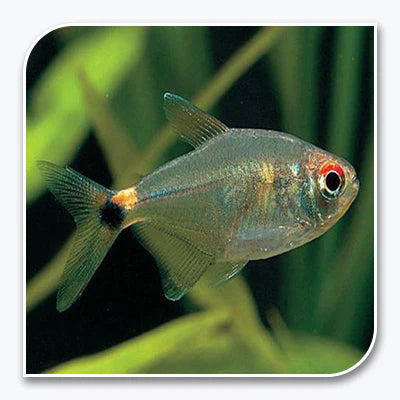 Head and Tail Light Tetra