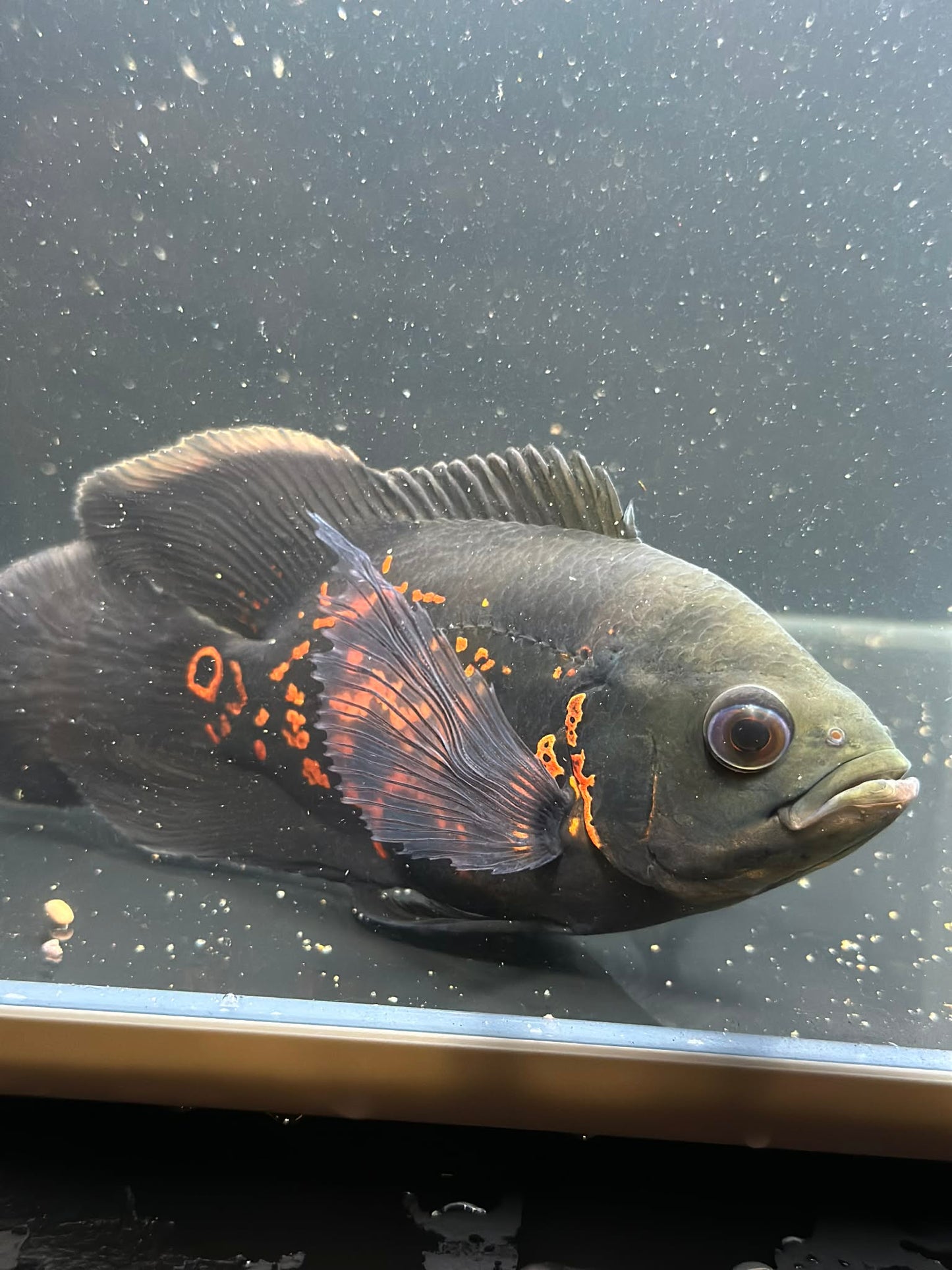 Longfin Black Tiger Oscar