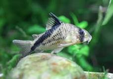 False Bandit Cory (Corydoras Melini)