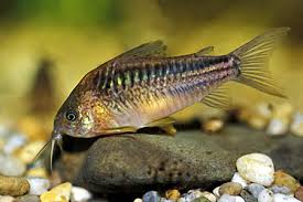 Elegant Cory (Corydoras Elegans)