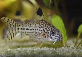 False Julii Cory (Corydoras Trilineatus)