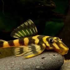L-052 Atabapo Butterfly Pleco (Dekeyseria Picta)