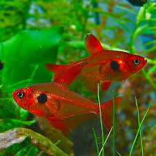 RED PHANTOM TETRA