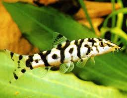 Yo-Yo Loach