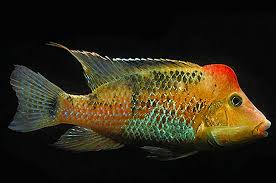 Red Hump Geophagus