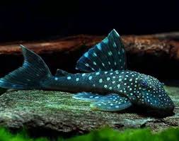 L-128 Blue Phantom Pleco