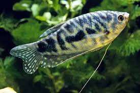 Opaline Gourami 3" (Macropodus Species)