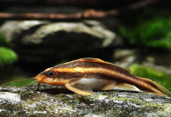 Striped Rafael (PLATYDORAS COSTATUS)