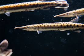 Marble needle fish