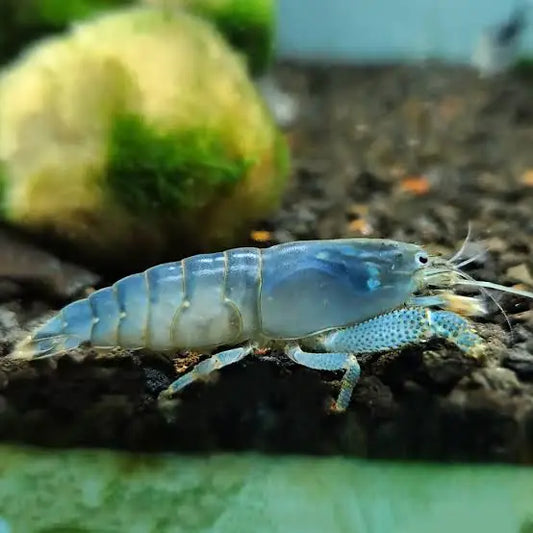 ATAY VAMPIRE SHRIMP