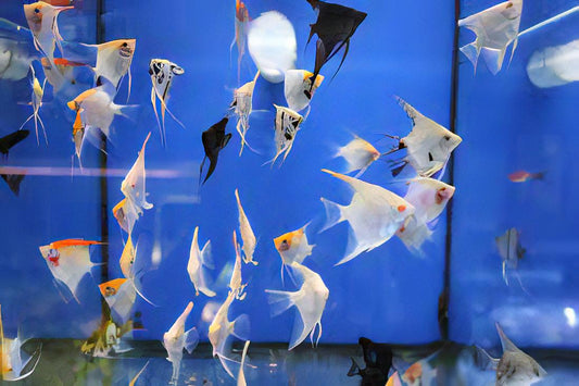 Assorted Angels (Pterophyllum Scalare)