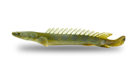 Palmas Bichir